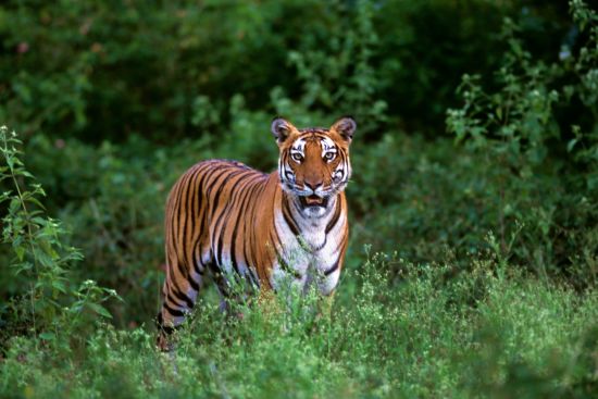Evolve Back Kuruba Safari Lodge à Parc national de Nagarhole:  Tiger