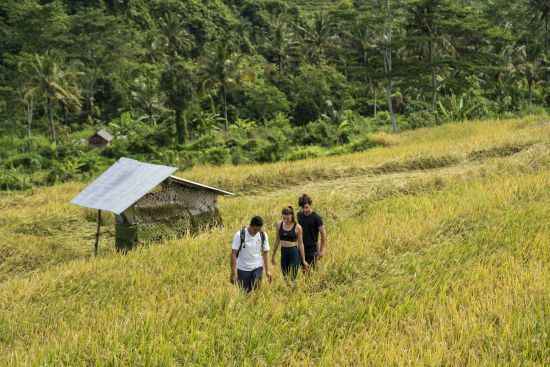 Wapa di Ume Sidemen in Ostbali:  Rice Field Trekking With Guide
