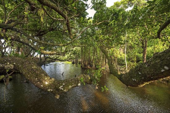 Wa Ale à Mergui Archipel:  Mangrove River