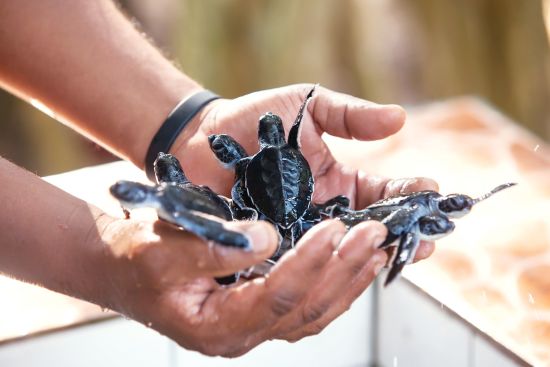 Wa Ale à Mergui Archipel:  Turtle Conservation Center