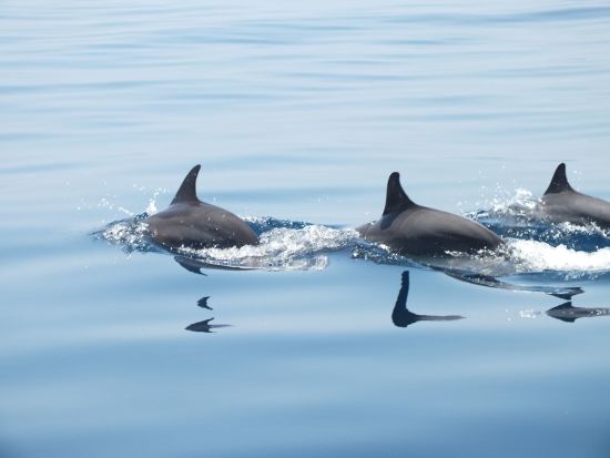 Uga Jungle Beach in Trincomalee:  Dolphin Watching