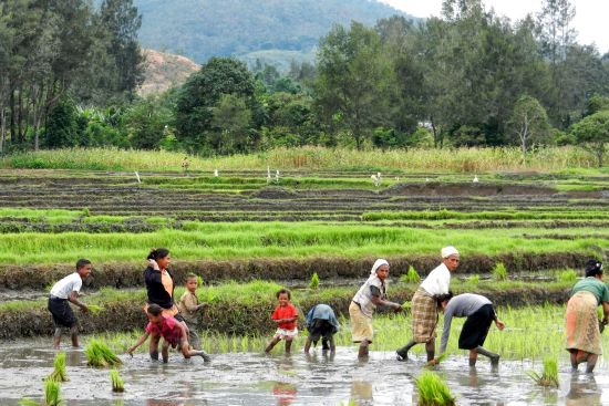 Unbekanntes Paradies Timor-Leste ab Dili: Paddy fields between Aileu + Maubisse