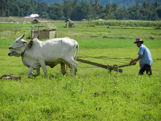 Au pays des Minahasa de Manado: Sulawesi Minahasa farmer in the highlands