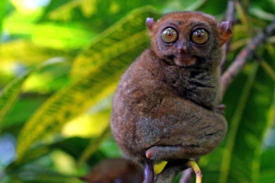 Naturwunder Bohol: Bohol Tarsier