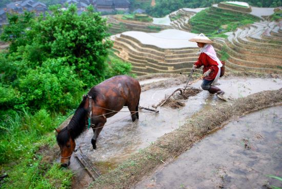 Rizières en terrasses & paysages montagneux de Guilin: Longsheng farmer with horse