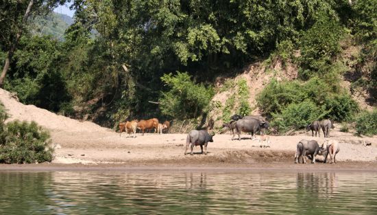Les beautés naturelles du nord du Laos de Luang Prabang: Laos Muang Khua