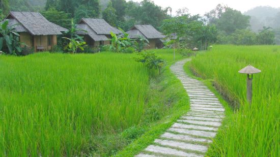 Le monde caché des tribus montagnardes de Chiang Mai: exterior: Garden