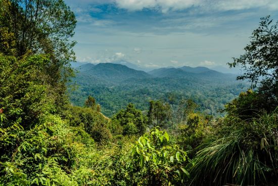 Authentisches Malaysia ab Kuala Lumpur: Taman Negara: Scenery inside the forest 