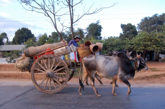 Le pays doré de Yangon: Shan State