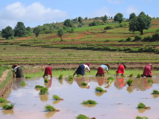 Myanmar aktiv erleben ab Yangon: Kalaw Farmer women working in a ricefield
