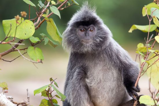 Höhepunkte Borneos ab Kuching: Silvered leaf monkey Bako National Park