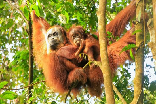 Orang-Utans in Bohorok ab Medan: Sumatra Bohorok Orang-Utans