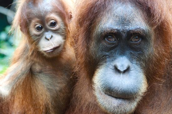Orang-Utans in Bohorok ab Medan: Sumatra Bohorok Orang-Utans