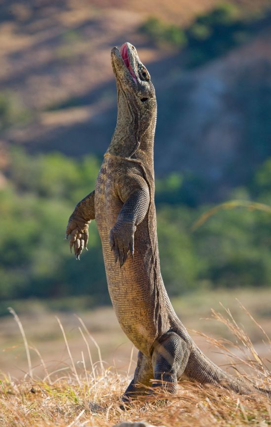 Komodo - Inseln der Warane ab Labuan Bajo: Komodo dragon