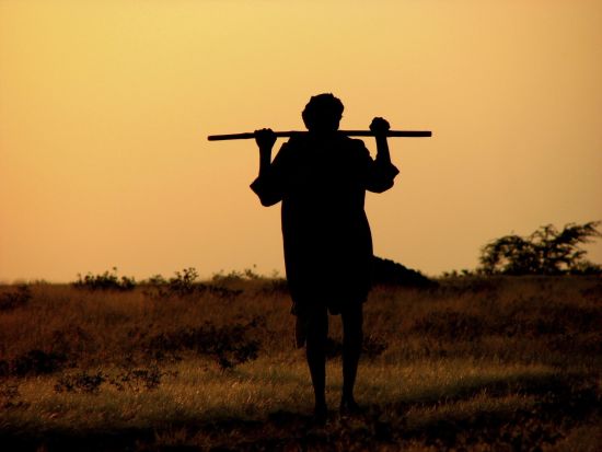 Goldenes Dreieck ab Delhi: Rajasthan: Shepherd in the evening sun