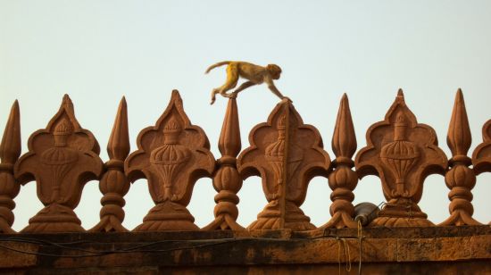 Voyage vers le Gange sacré de Delhi: Agra: Monkey at Taj Mahal