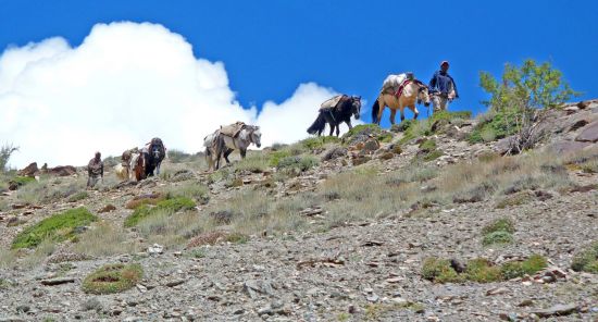 Les montagnes spectaculaires de Ladakh de Leh: Ladakh: two men with horses