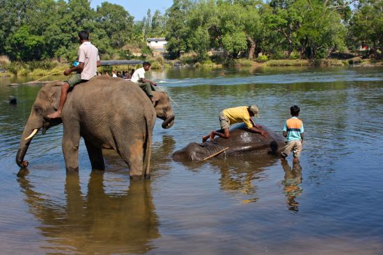 Vielfältiges Südindien ab Kochi: Dubare: Elephant Camp