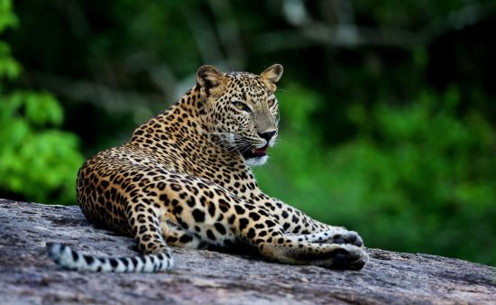 Le Sri Lanka pour les fins connaisseurs de Colombo: activities: Wild Coast Lodge