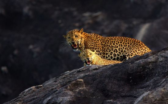 Le Sri Lanka pour les fins connaisseurs de Colombo: activities: Wild Coast Lodge