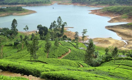 Höhepunkte Sri Lankas ab Colombo: Nuwara Eliya: Tea Plantation 