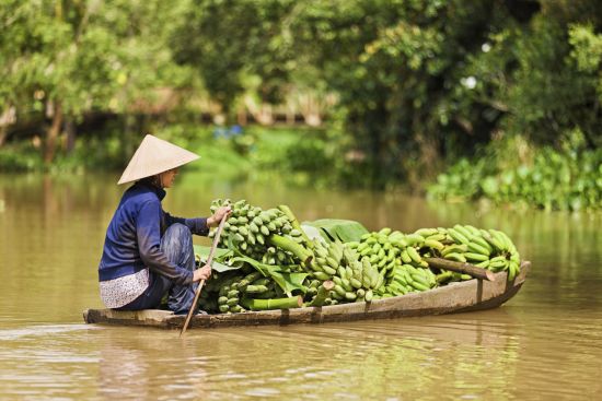 Le Vietnam pour les fins connaisseurs de Hanoi: Mekong Delta: Banana transport