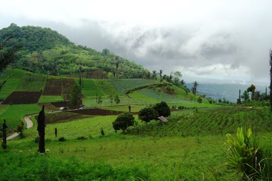 Au pays des Minahasa de Manado: Sulawesi Minahasa Mahawu