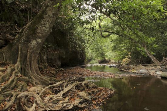 Natur & Kultur rund um Bangkok: Khao Yai National Park: