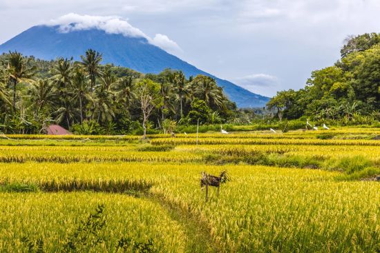 Höhepunkte Balis ab Südbali: Bali Mount Agung with rice field