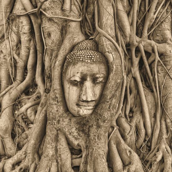 Höhepunkte Thailands ab Bangkok: Ayutthaya Buddha Head sepia
