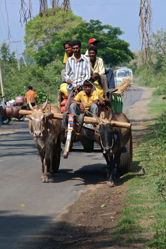 Vielfältiges Südindien ab Kochi: Karnataka: farmers on the road