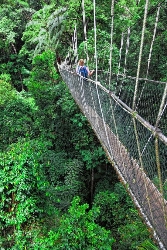 Taman Negara Nationalpark ab Kuala Lumpur: Taman Negara Canopy Way