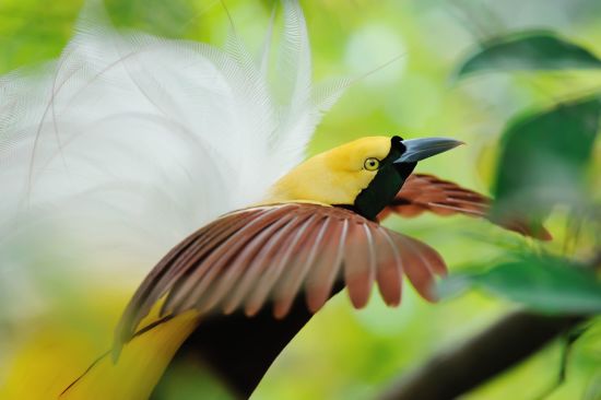 Kreuzfahrt im Inselparadies Raja Ampat ab Sorong: Lesser Bird of Paradise