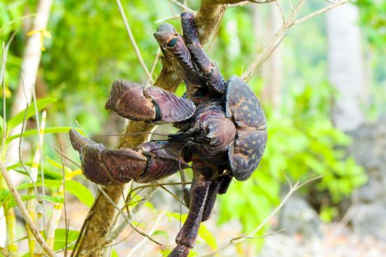 Kreuzfahrt im Inselparadies Raja Ampat ab Sorong: Coconut crab