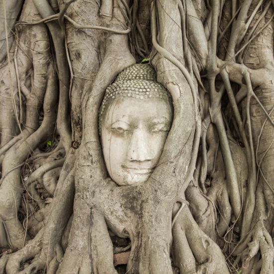 Durch den I-San nach Angkor ab Bangkok: Ayutthaya Buddha Head 