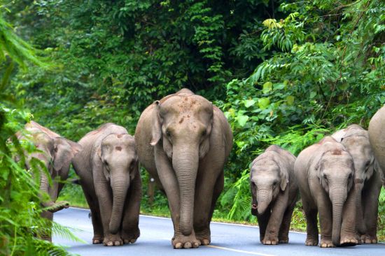 Durch den I-San nach Angkor ab Bangkok: Khao Yai National Park: Wild elephants