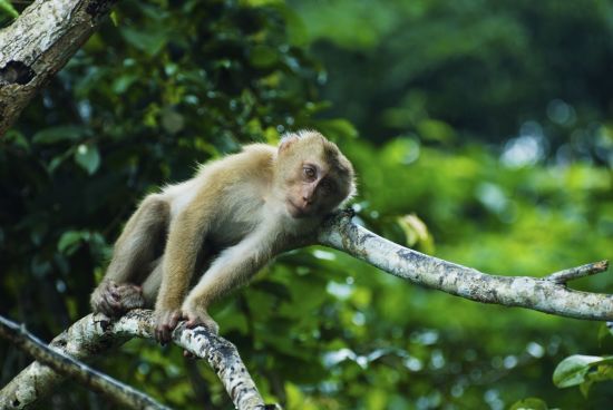 Durch den I-San nach Angkor ab Bangkok: Khao Yai Nationalpark: Monkey