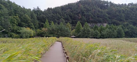 Vielfältiges Südkorea ab Seoul: Wooden walkway over Suncheon Wetland