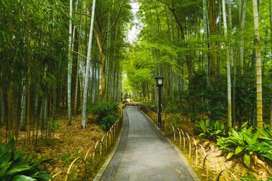 Mietwagen Rundreise «Izu Peninsula» ab Tokio: Bamboo Forest Path at Shuzenji Temple