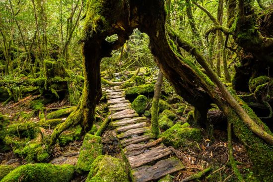Japan auf neuen Wegen ab Tokio: Forest walkway that goes under a giant cedar tree