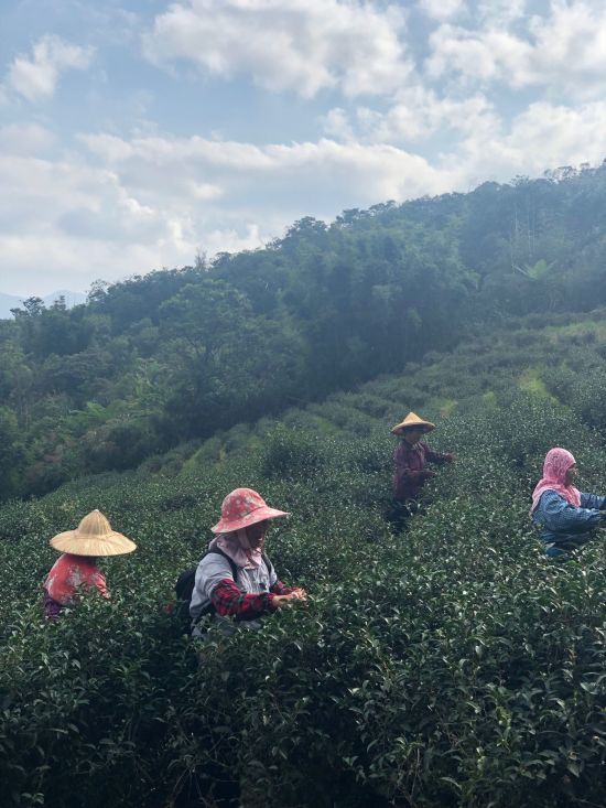 La côte orientale sauvage de Taïwan de Taipei: Shanwaishan Teaplantation