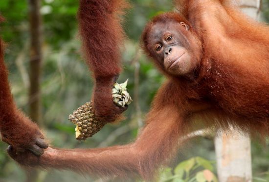 Höhepunkte Borneos ab Kuching: Orang Utan at Semenggoh