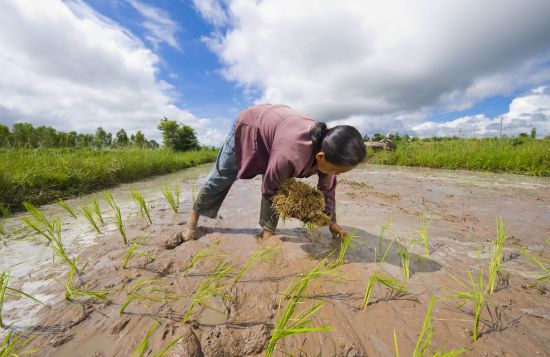 I-San - Der verborgene Schatz Thailands ab Bangkok: I-San: farmer planting rice