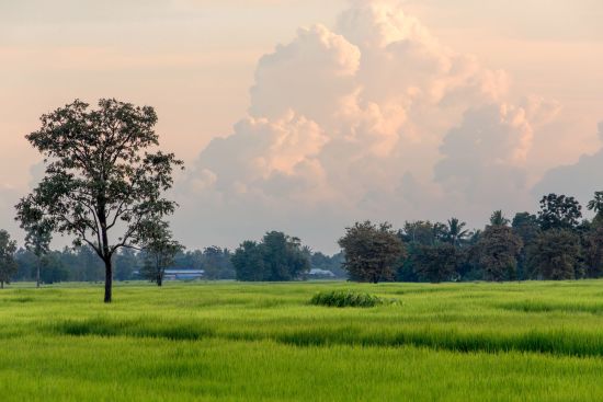 I-San - Der verborgene Schatz Thailands ab Bangkok: Isaan rice field