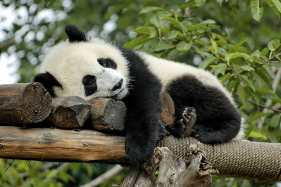 Avec le train du Tibet sur le toit du monde de Pékin: Panda