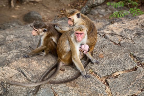 Sri Lankas ursprünglicher Norden ab Colombo: Monkeys