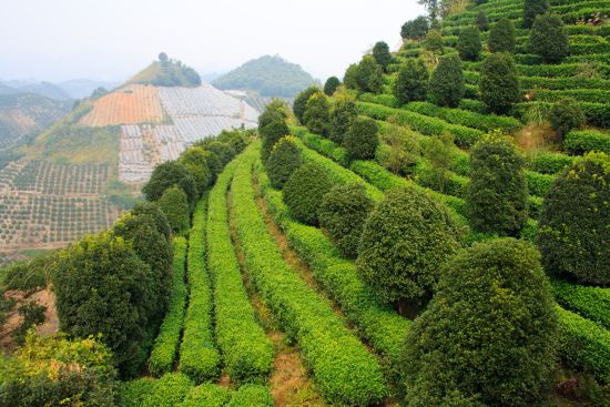 Féerie du sud de la Chine de Shanghai: Yangshuo tea terrace