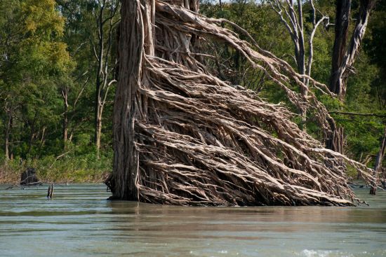 Traversée du sud du Laos à Angkor de Pakse: Tree roots shaped currents in the flooded forest of the Mekong river