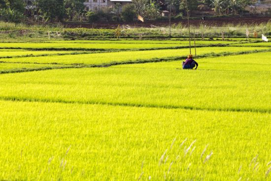 Ursprüngliches Myanmar ab Yangon: Sagar Lake Ricefield with Woman