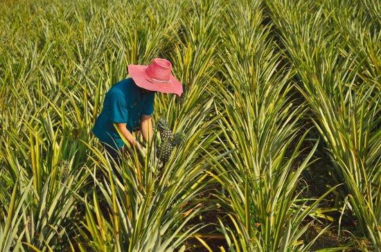 Erlebnis Südthailand ab Bangkok: Thailand: Farmer harvesting in pineapple farm